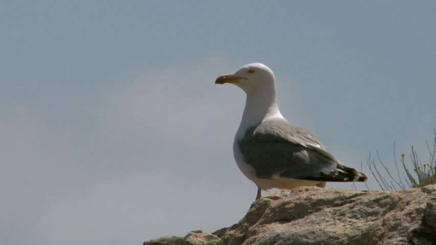 Close up of a seagull on coast