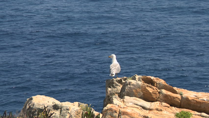 Seagull on coast