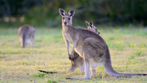 Kangaroo in a field, Australia 