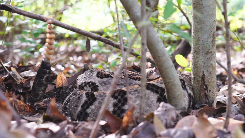 Timber Rattlesnake (Crotalus horridus), a highly venomous snake of the Eastern United States. Slow-motion, 1/4th natural speed. Hiding in the shade from the Georgia midday sun.