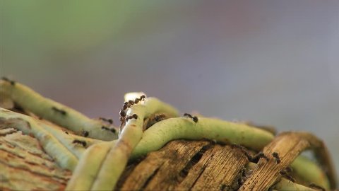 black ant walking on orchid roots in timelapse