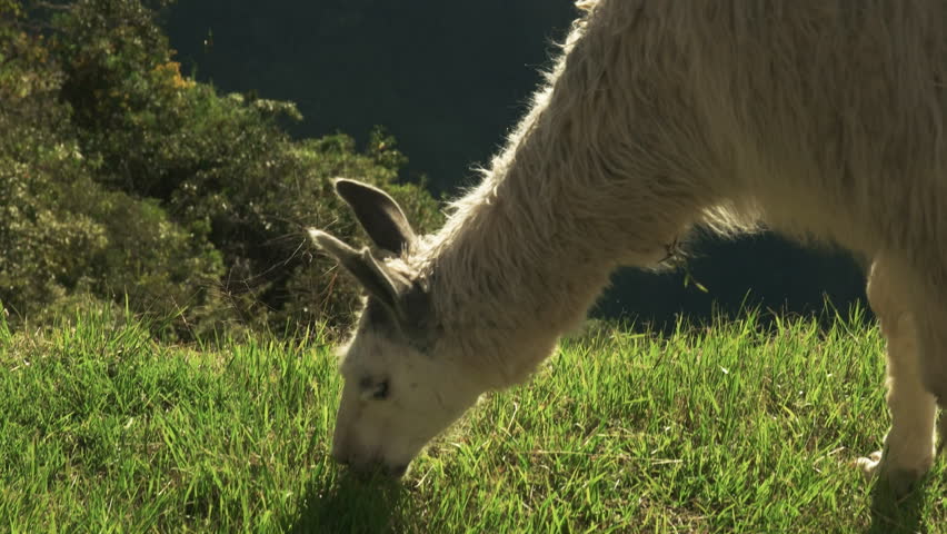 extreme close up of the head of a feeding llama at machu picchu, peru