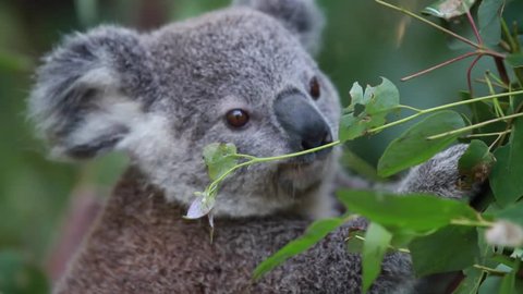 Koala Munching on Eucalyptus Tree. Shot by Jack McCoy 