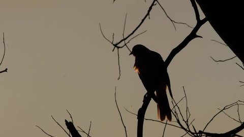 Bird Silhouettes Flying and Sitting in Tree. Shot by Jack McCoy 
