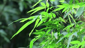 Raindrops on green bamboo leaf closeup fresh garden blur outdoor background