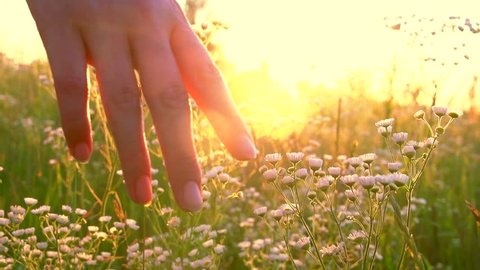 Young woman hand running through wild meadow field. Female hand touching wild flowers closeup. Summertime concept. Enjoying nature. Slow motion video footage 240 fps. Full HD 1080p