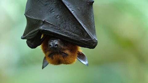 Adorable Malaysian Flying Fox Hangs Upside Stock Footage Video (100% ...