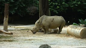 Pair of mature. white rhinoceroses. one standing and one reclining. in their habitat enclosure at a popular. public zoo. Footage UHD