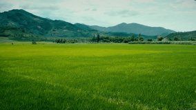 Peaceful atmosphere in green rice fields, Asian landscape