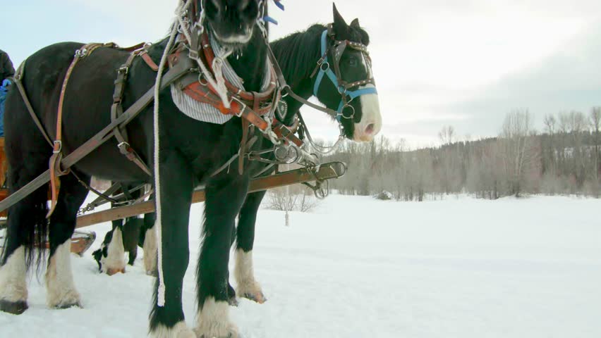 Closeup of horses in the snow