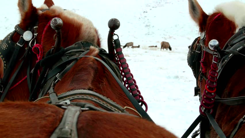 Closeup of horses looking at livestock