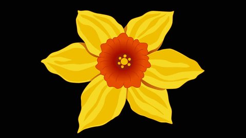 Flower yellow red Narcissus. The view of flower from the top. Hand-drawn animation of blooming flower bud. Alpha channel. Frame rate 25. 