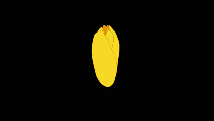 Flower yellow Narcissus. The isometric view. Hand-drawn animation of blooming flower bud. Alpha channel. Frame rate 30. 