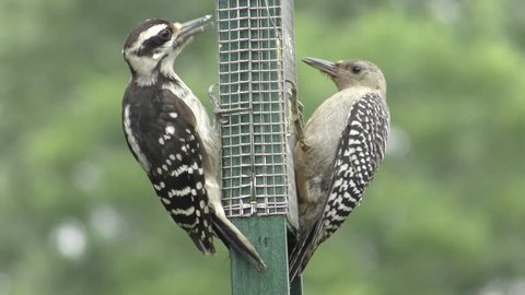 Juvenile Red-bellied Woodpecker (Melanerpes carolinus) and a female Hairy Woodpecker (Picoides villosus) on a suet feeder