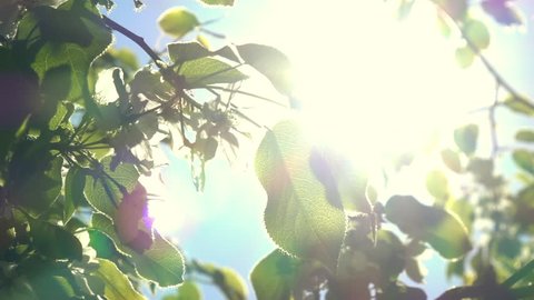 Flowering pear tree branch with lens flare on the wind against blue sky background. Play of sun through new fresh green leaves and flowers. Beautiful spring nature scene. Slow motion. 1920x1080
