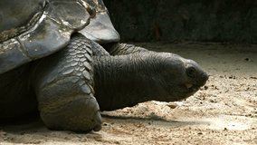 Huge and hungry galapagos tortoise plods along through the sand and stops to chew on a leaf at the zoo. FullHD 1080p video