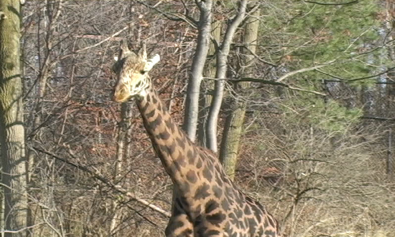 Giraffe at the Zoo