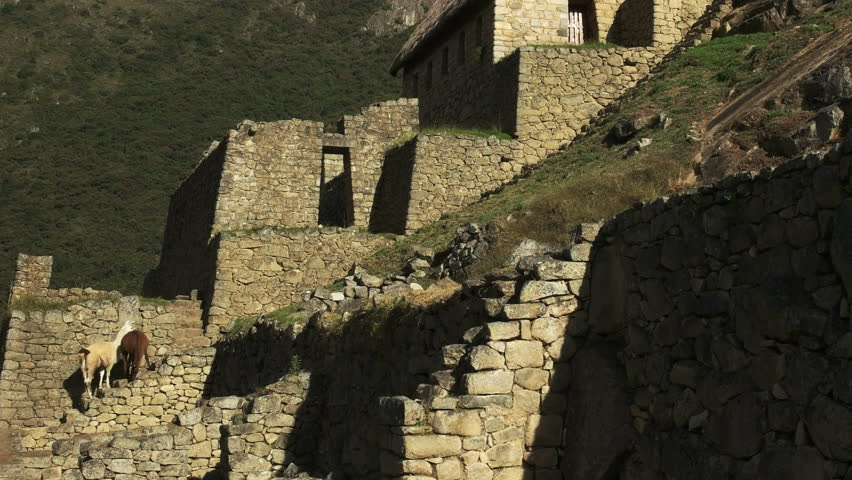 zoom out shot of two llamas and the ruins of stone buildings at machu picchu, peru