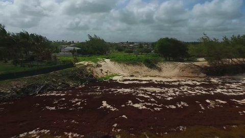 Aerial view of Sargassum Algae seaweed on the Coastline of Tropical Island - Bridgetown, Barbados - October 12, 2015