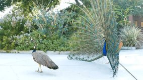 4K Video of peacock showing its fan towards female peacock and dancing at Los Angeles