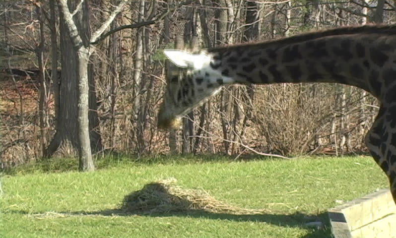 Giraffe at the Zoo