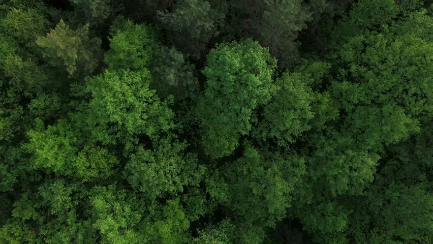 4K Aerial view camera moves rising up from summer green forest of dense mixed tree tops of pine trees and birches Royalty-Free Stock Footage #17937022