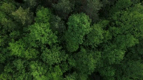 4K Aerial view camera moves rising up from summer green forest of dense mixed tree tops of pine trees and birches