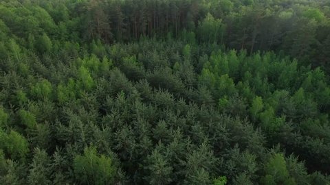 4K HD Aerial view flying over green wood of mixed tree tops â?? camera zooming into dense forest area with spruce birches and pine trees

