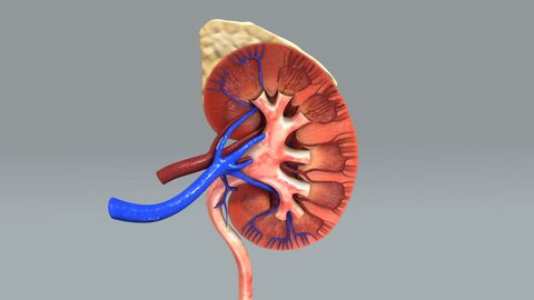 Human Kidney anatomy
