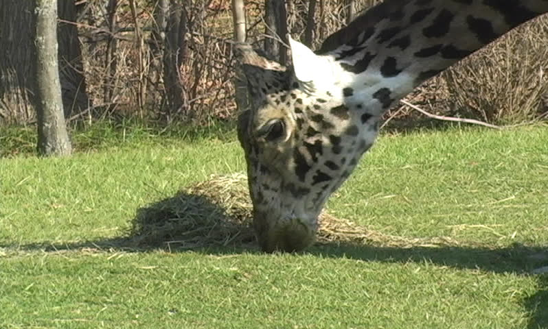 Giraffe at the Zoo