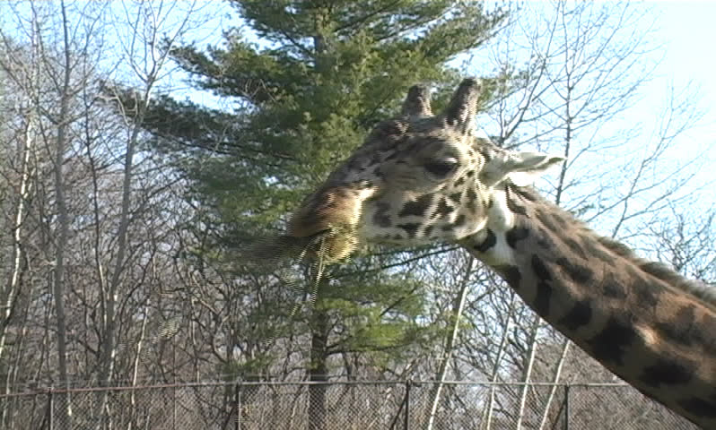 Giraffe at the Zoo