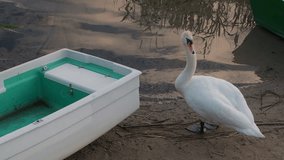Swan standing next to a boat.
Video footage of swan on the ground.