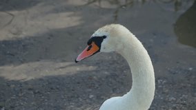 Close up at the swan in a lake.
Video footage of swan standing in water.