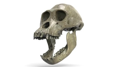 chimpanzee skull turntable isolated on white background