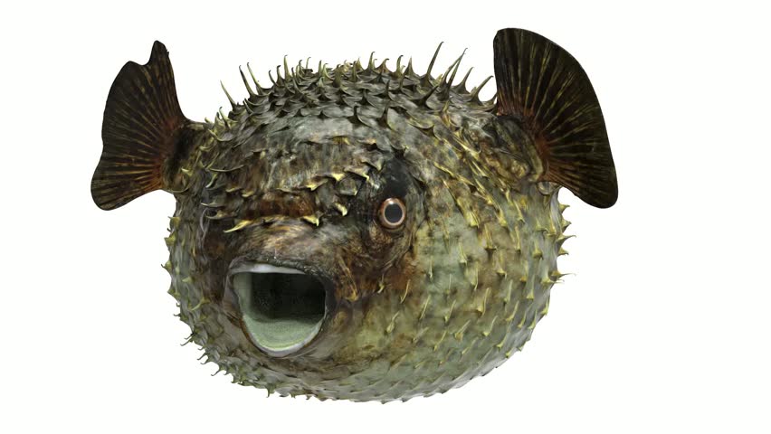 puffer fish turntable isolated on white background