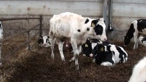young cows in winter stable ( take a look at all my cow video's )
