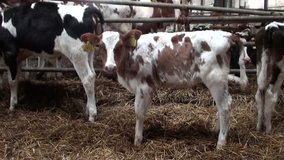 young cows in winter stable ( take a look at all my cow video's )