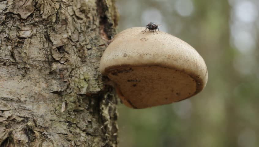 Polypore