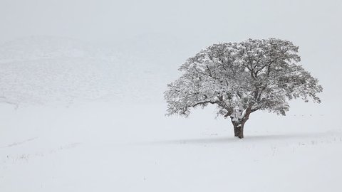 Alone tree in blizzard