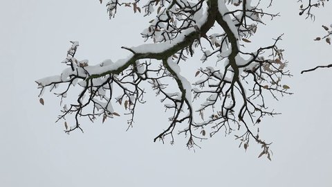 Tree in blizzard