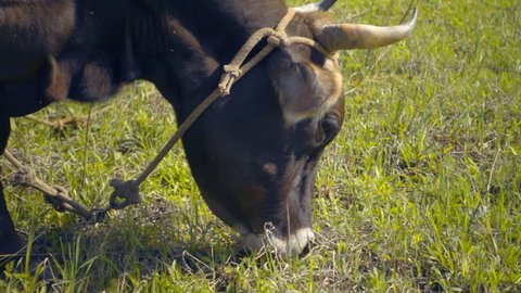 A cow walks across the field, waving his ears and tail from flies and eats grass. Slow motion, high speed camera, 250fps