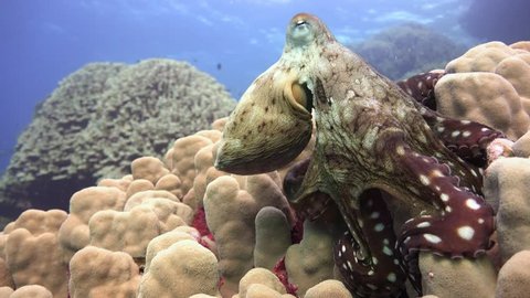 An octopus quickly changes color, shape and the structure of your body. Reef Claudio. Diving in the Red sea near Egypt.