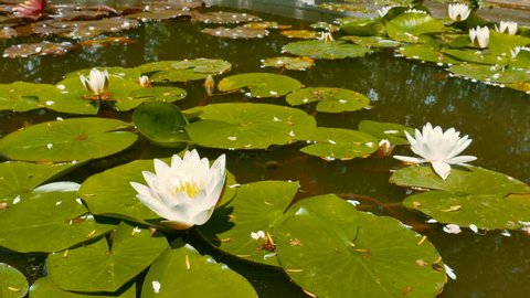 White Lotus Flower on a Water in Sun Lighting, 4k Ultra hd Pedestal Stabilized Footage