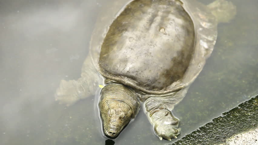 Softshell turtle in water