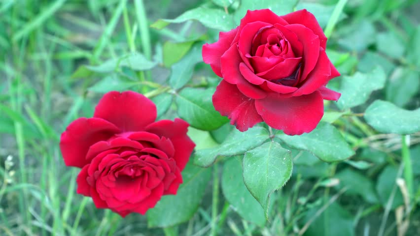 Two Red Roses Among Green Stock Footage