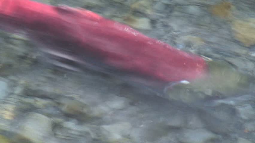 Close-up of Red Salmon Swimming Upstream