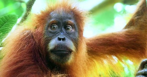 Eyes and face close up view of cute and hairy Sumatra Orangutan looks at camera