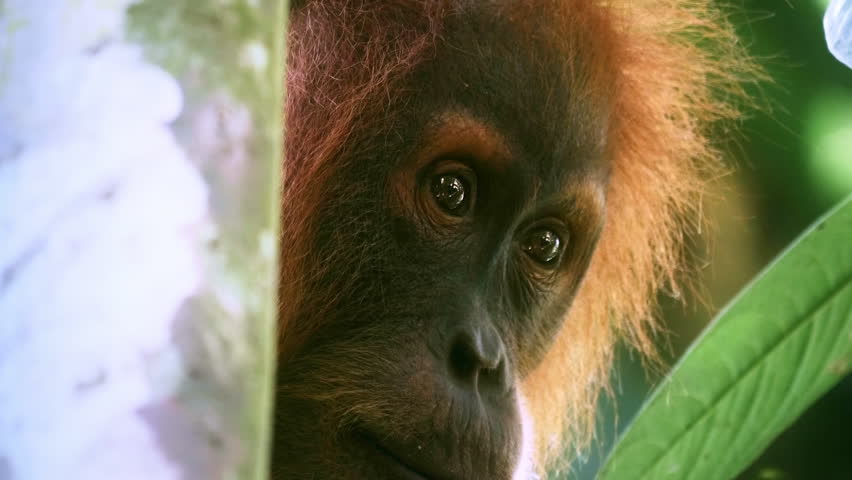 Cute baby orangutan behind the tree looking with interest. Eyes and face closeup Royalty-Free Stock Footage #17959153