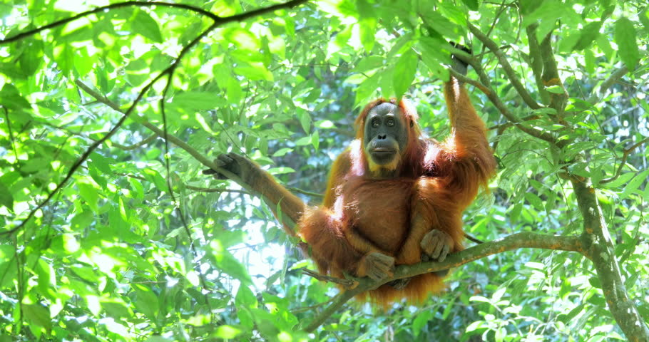 Orangutan monkey climbs tree in wild Sumatra forest. Jungle fauna and wildlife Royalty-Free Stock Footage #17959156