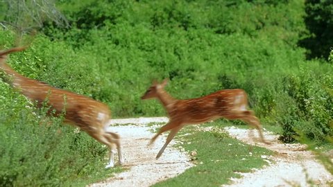 Slow motion nature video of wild deer running  in Yala national park in Sri Lanka